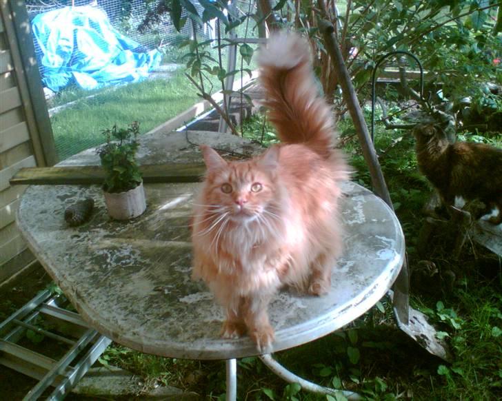 Maine Coon Ivalde - Luk mig ind... her er forhøjt til loftet! billede 2