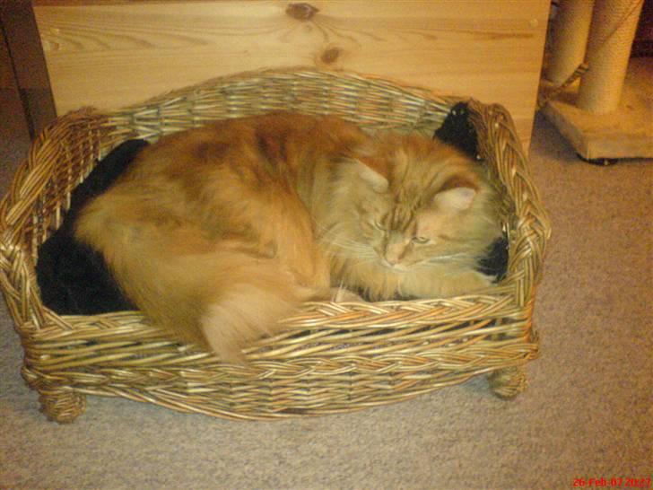Maine Coon Ivalde - Hmmm, denne hundekurv er for lille billede 3
