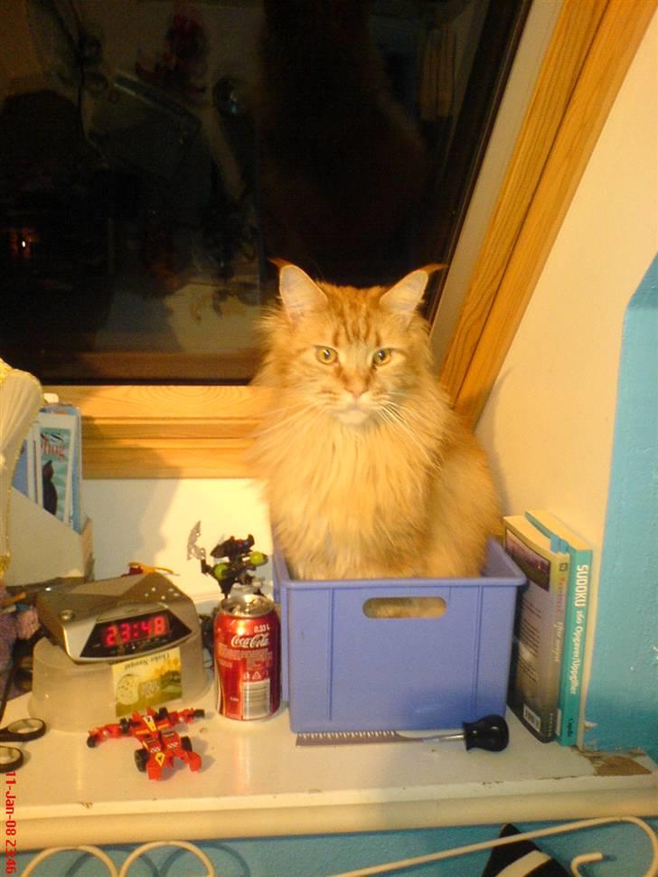 Maine Coon Ivalde - Nej, den ER for lille billede 4