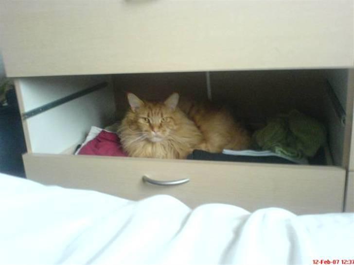 Maine Coon Ivalde - Mors skuffe... Her er ikke højt til loftet billede 5