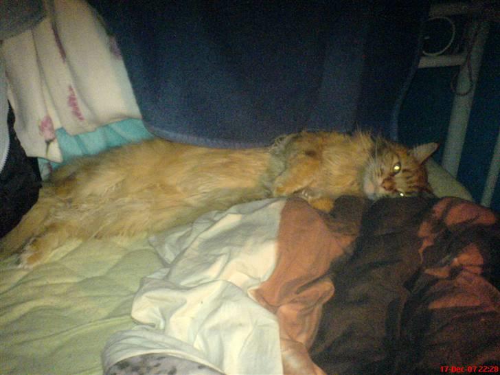 Maine Coon Ivalde - Jaaah.... dejligt her er plads billede 6