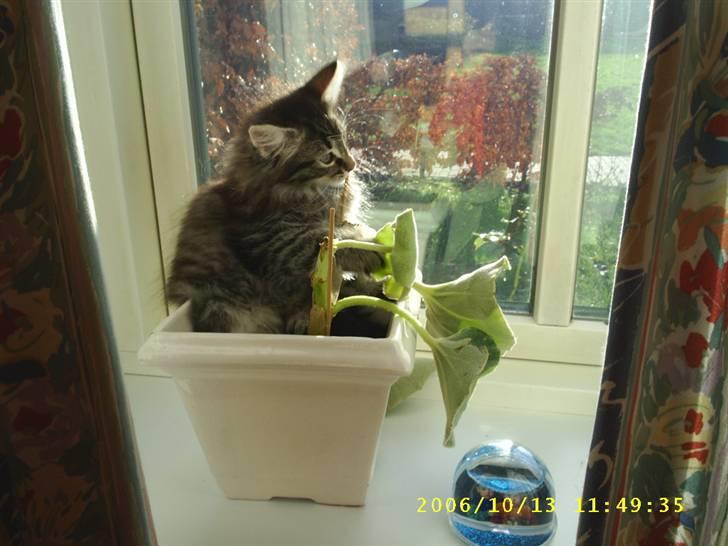 Norsk Skovkat Tigi Cat´s Herbert billede 12