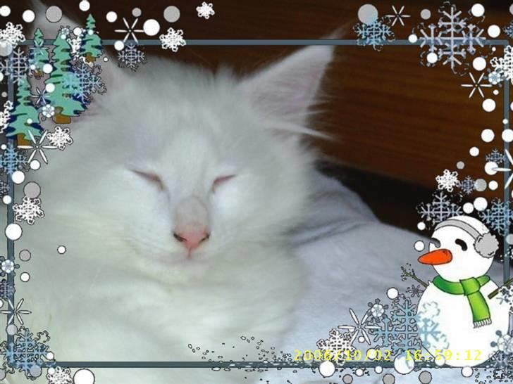 Norsk Skovkat Tigi Cat´s Herbert billede 13