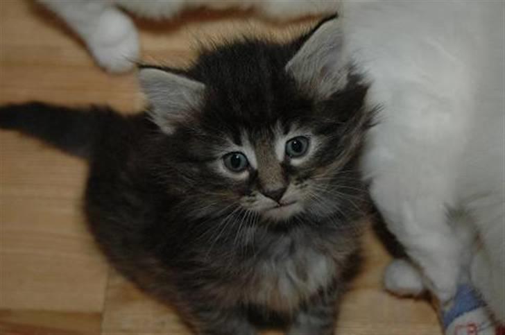 Norsk Skovkat Tigi Cat´s Herbert billede 14