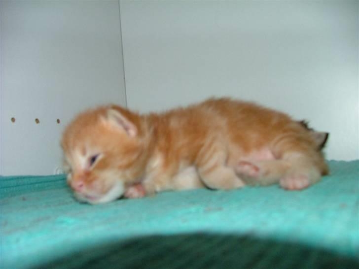 Maine Coon Ivalde - Ikke ret gammel billede 7