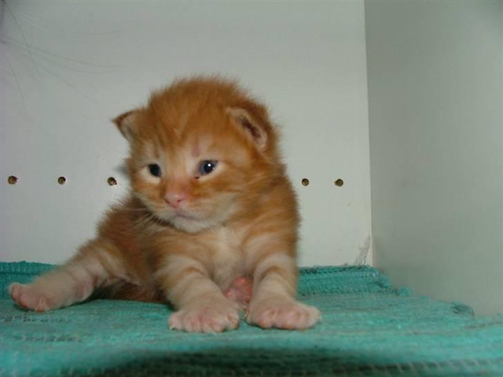 Maine Coon Ivalde - Nu kan jeg sidde selv billede 8