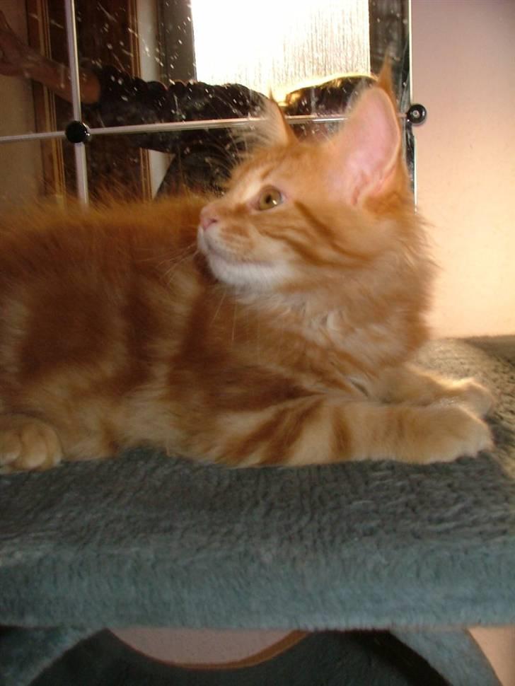 Maine Coon Ivalde - Skal vi snart køre? billede 9