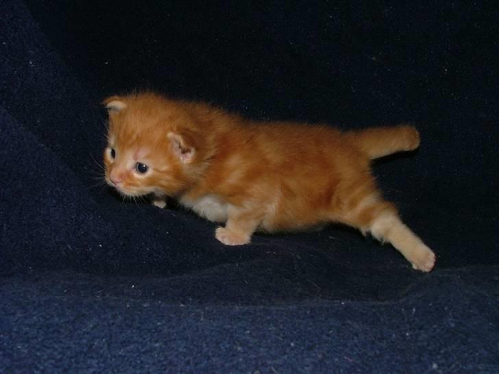 Maine Coon Ivalde - kan kravle nu billede 10