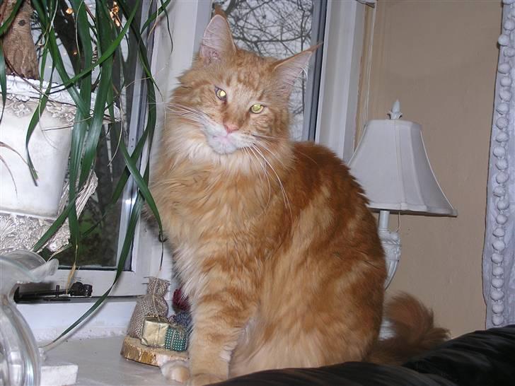 Maine Coon Savehearts Felix - Er jeg ikke bare skøn, også selvom jeg æder min mors blomster billede 1