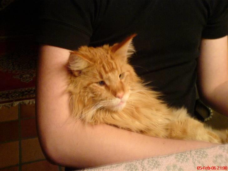 Maine Coon Savehearts Felix - Felix elsker at blive nusset, og her spiller vi og selvfølgelig er han også med billede 2