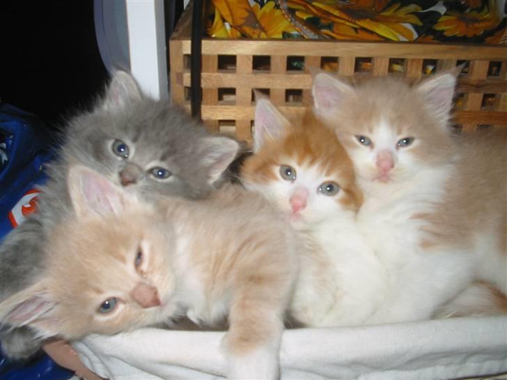 Maine Coon Garfield - mine søskende, jeg er længst til højre billede 6