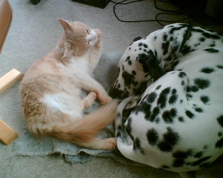 Maine Coon Garfield - Min gode ven Rex billede 7