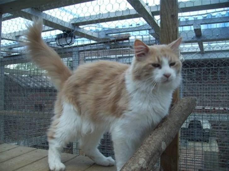 Maine Coon Garfield - venter på at flytte hjem til Ulla billede 8