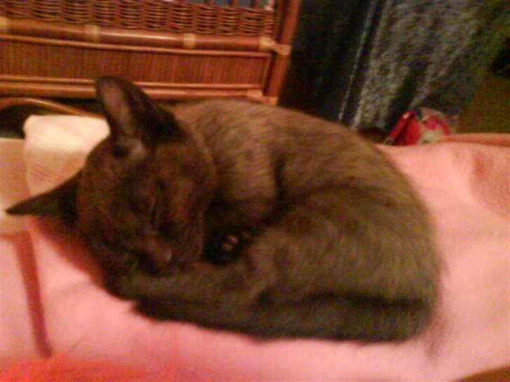 Huskat Blob - Billedet er taget et par dage efter at jeg fik ham. billede 1