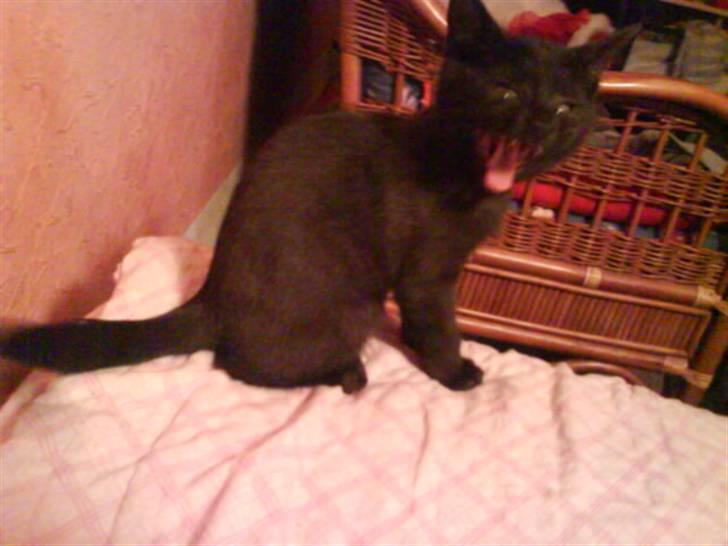 Huskat Blob - Man bliver altså hurtig træt når man er en lillle killing billede 2