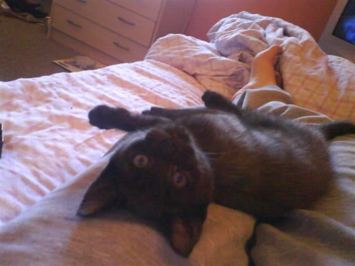 Huskat Blob - Han er god til at charmere sig ind på alle billede 3