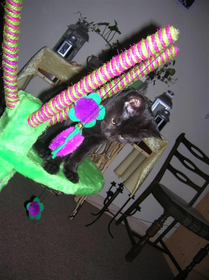 Huskat Blob - Han var meget glad for hans nye kradsetræ billede 4