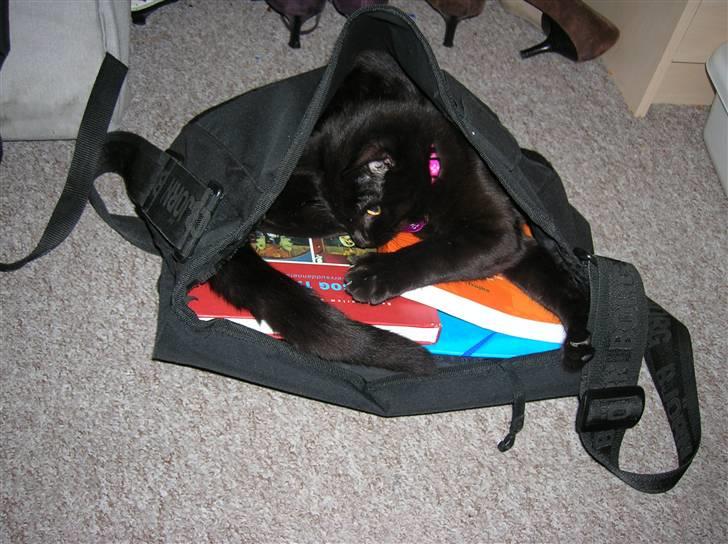 Huskat Blob - Elsker at hjælpe mor med at pakke taske :) billede 5