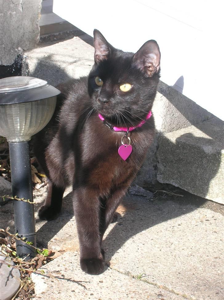 Huskat Blob - Den første gang han var udenfor uden snor, det var meget spændende billede 6