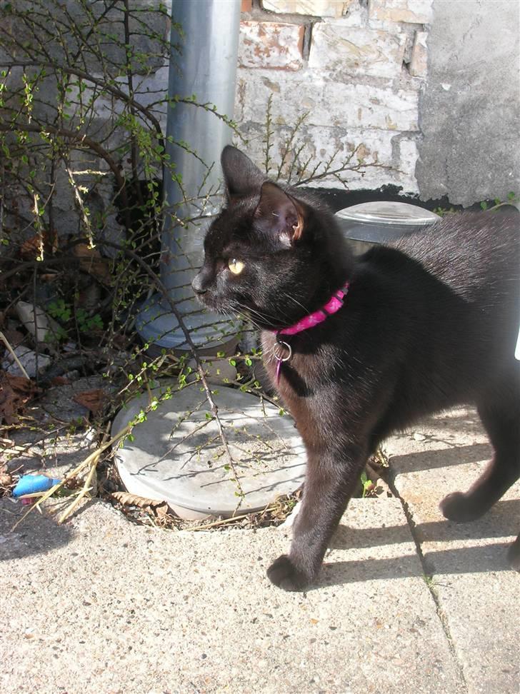 Huskat Blob - Den første gang han var udenfor uden snor, det var meget spændende billede 7