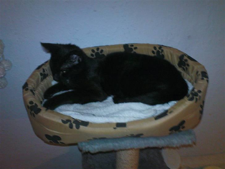 Blanding af racer Bette mis R.I.P.)': billede 18