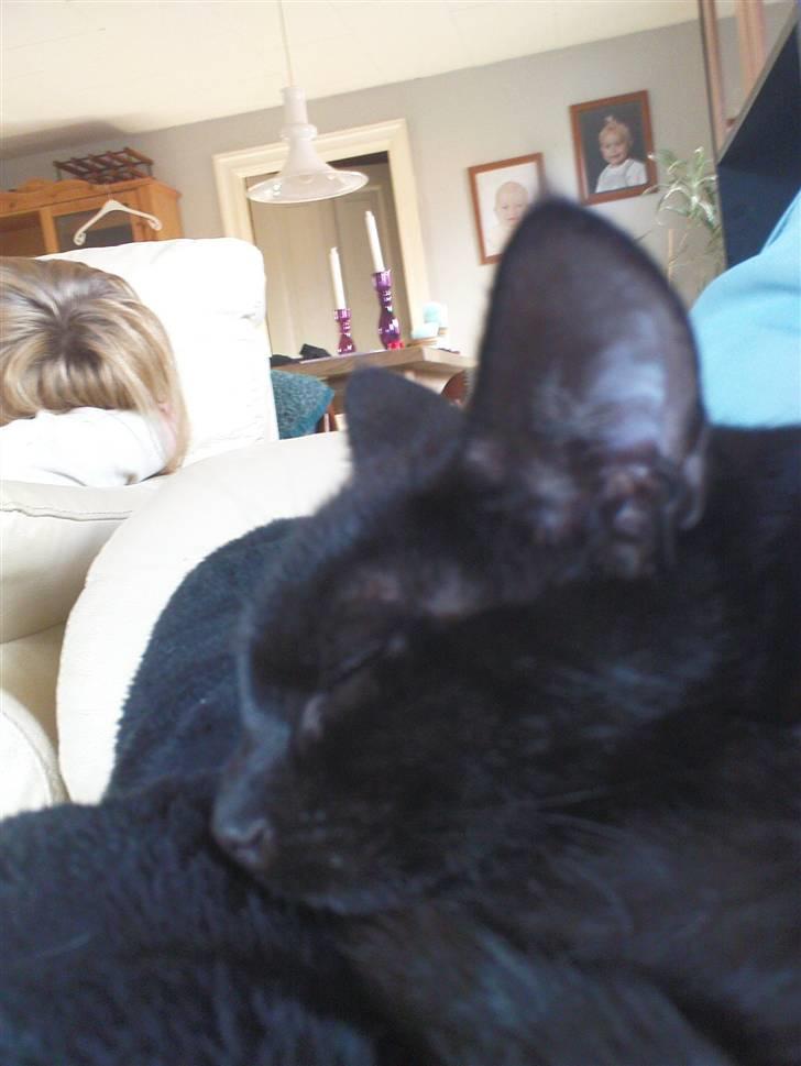 Blanding af racer Bette mis R.I.P.)': billede 19