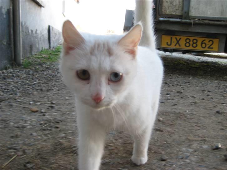 Blanding af racer wonder billede 1