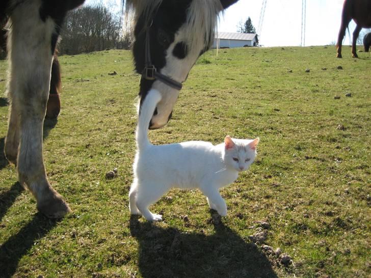 Blanding af racer wonder billede 2