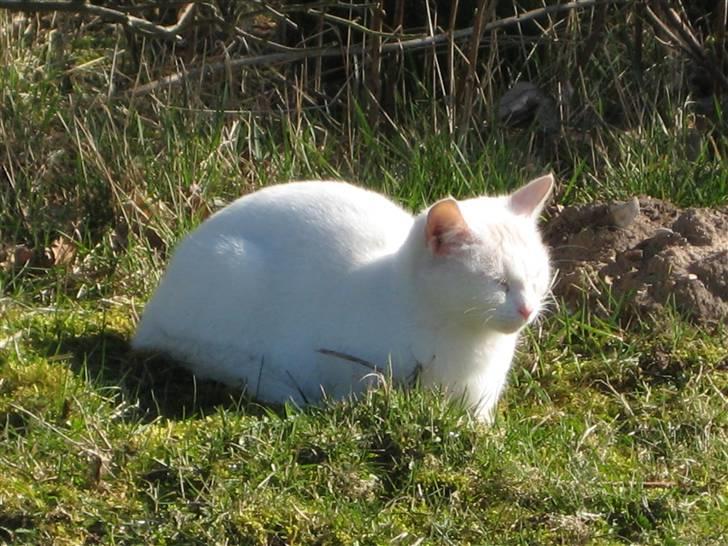 Blanding af racer wonder billede 3