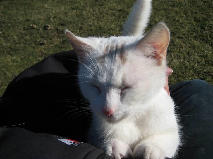 Blanding af racer wonder billede 4