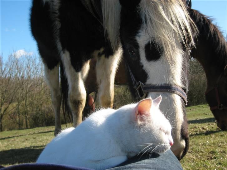 Blanding af racer wonder billede 5