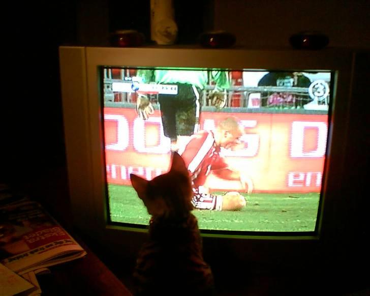 Huskat Rasmus - Rasmus elsker at se landskamp hvis han må slå dem der spiller  billede 2