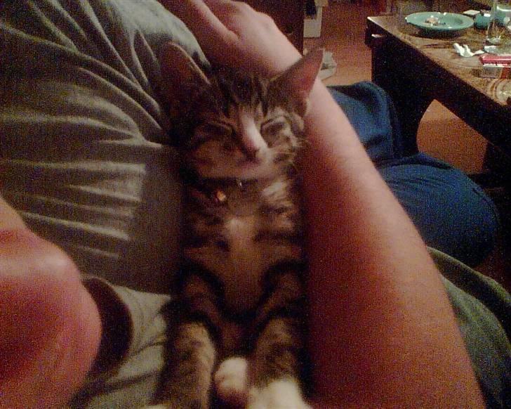 Huskat Rasmus - Da Rasmus var lille var hans 4 ting. Sove, spise, lege med "storebror" og går på den helige. billede 3