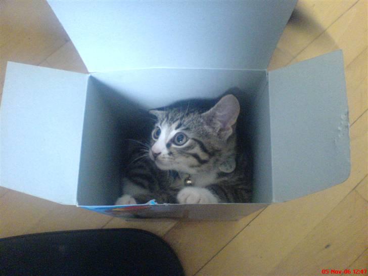 Huskat Rasmus - Vi fik nye lamper og Rasmus er kassenakoman. Han elsker alle kasser store som små. billede 4