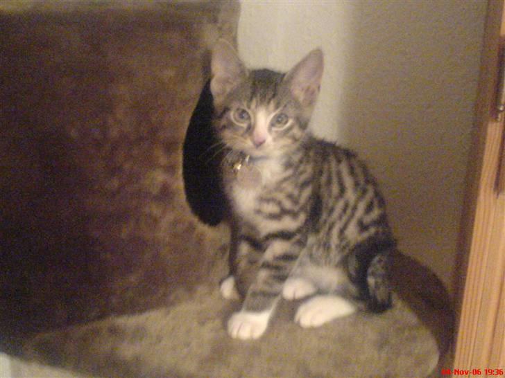 Huskat Rasmus - Var han ikke bare en darling billede 5