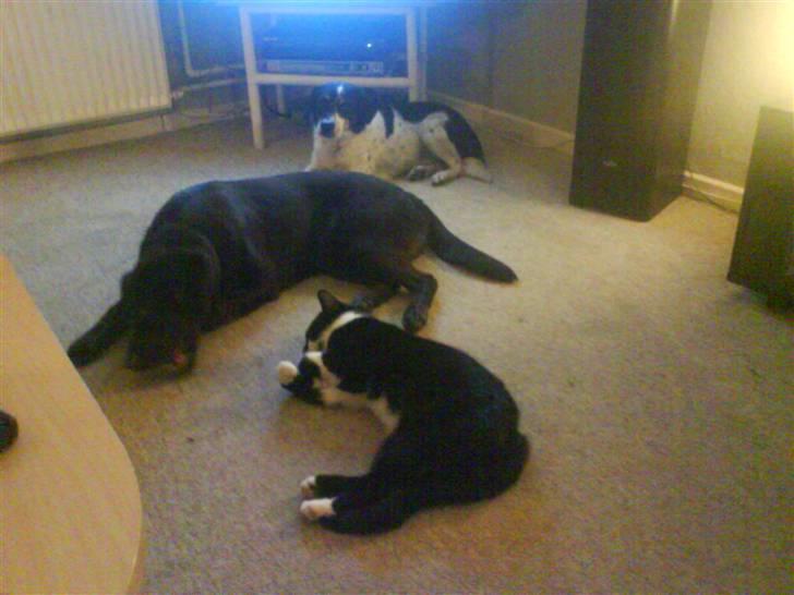 Blanding af racer samson R.I.P!)': billede 15