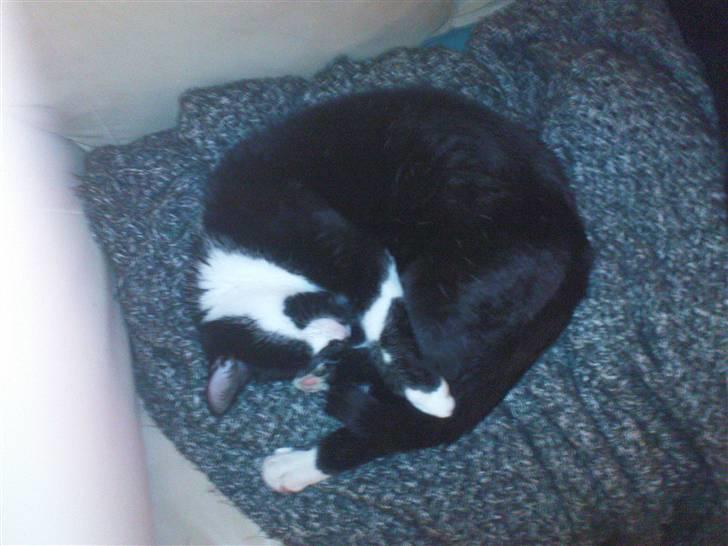 Blanding af racer samson R.I.P!)': billede 16