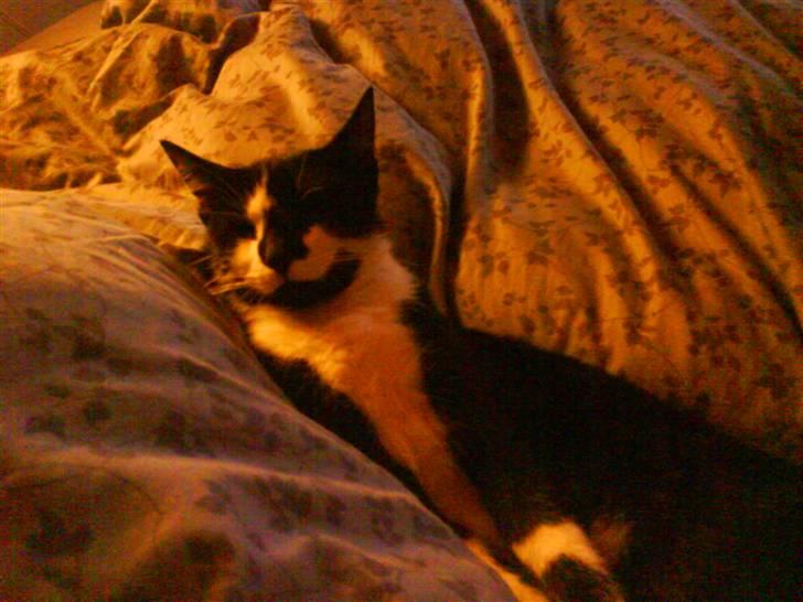 Blanding af racer samson R.I.P!)': billede 17