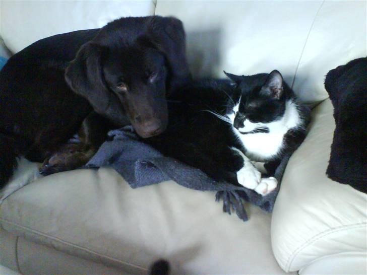 Blanding af racer samson R.I.P!)': billede 18