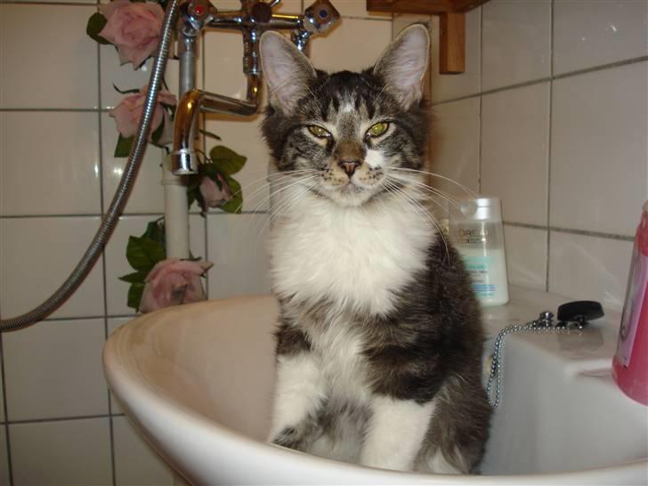 Maine Coon Leo billede 1