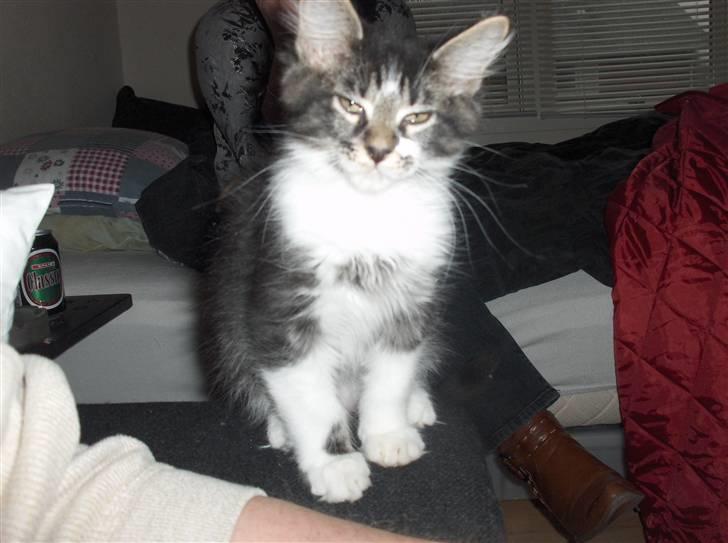 Maine Coon Leo billede 2