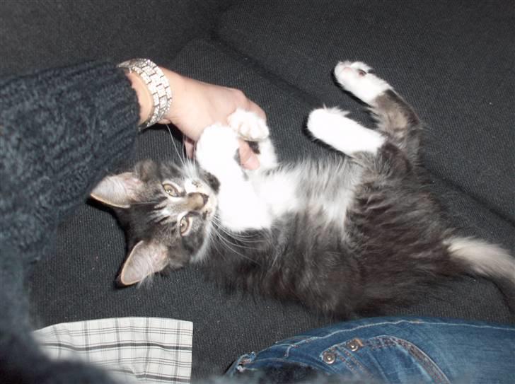 Maine Coon Leo billede 3