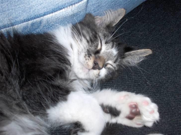 Maine Coon Leo billede 4