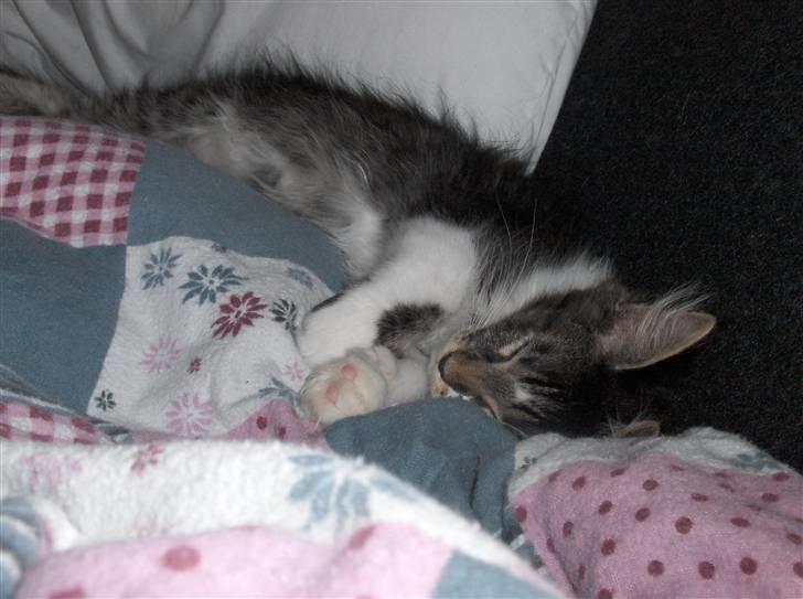 Maine Coon Leo billede 5