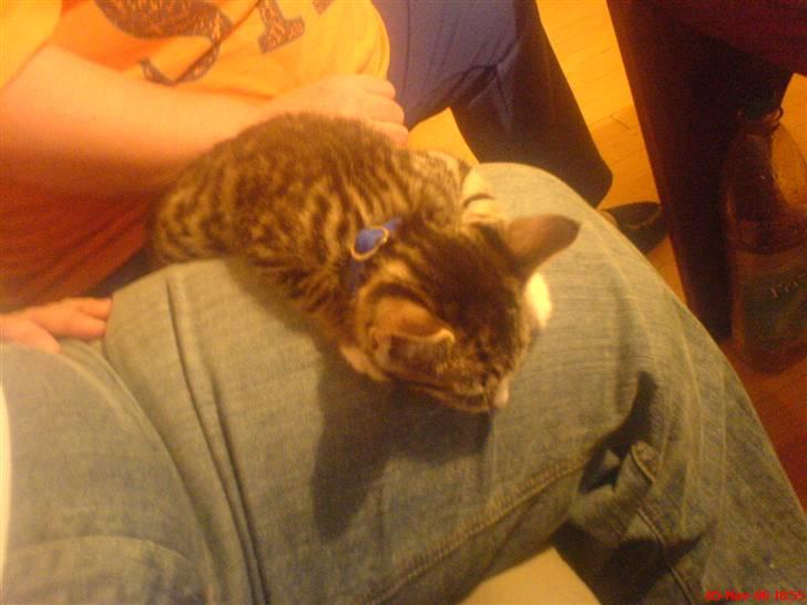 Huskat Rasmus billede 7