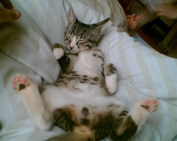 Huskat Rasmus billede 8