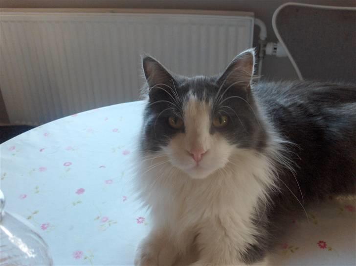 Maine Coon Bobby billede 1