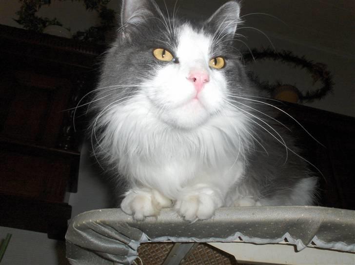 Maine Coon Bobby billede 2