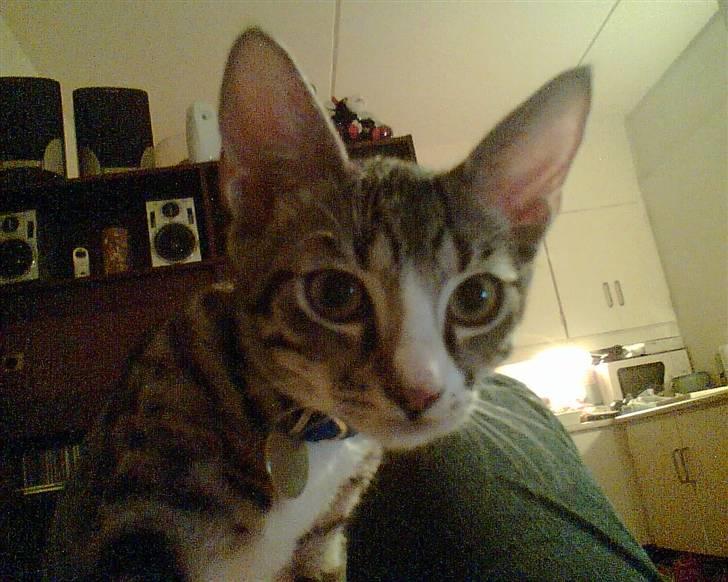 Huskat Rasmus billede 10