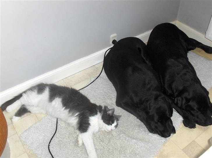 Maine Coon Bobby billede 3